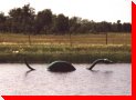 Ogo-Pogo - Ste. Rose du Lac, Manitoba