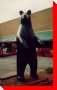 Black Bear - Parry Sound, Ontario
