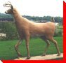 Deer - Plaster Rock, New Brunswick