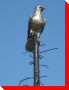 Eagle - Portage La Prairie, Manitoba