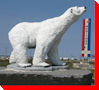 Polar Bear - Churchill, Manitoba