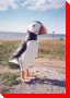 Puffin - Longue-Pointe-de-Mingan, Quebec