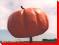 Pumpkin - Roland, Manitoba