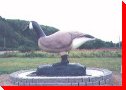 Canada Goose - Sault-au-Mouton, Quebec
