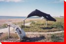 Whale - Longue-Pointe-de-Mingan, Quebec