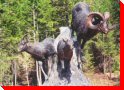 Mountain Sheep - Radium Hot Springs, British Columbia