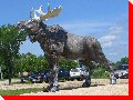 Moose - Riverton, Manitoba