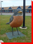 Robin - Lincoln, New Brunswick