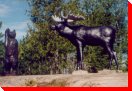 Bear and Moose, Ontario