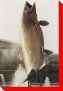 Sam The World's Largest Atlantic Salmon - Campbellton, New Brunswick