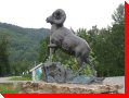 Big Horn Sheep - Salmo, British Columbia