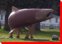 Salmon - Sandspit, British Columbia