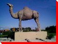 Sarah the Camel - Glenboro, Manitoba