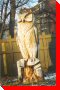 Owl - Saskatoon, Saskatchewan