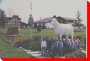 Egli's Sheep - Minattaki, Ontario