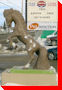 Horse - Saskatoon, Saskatchewan
