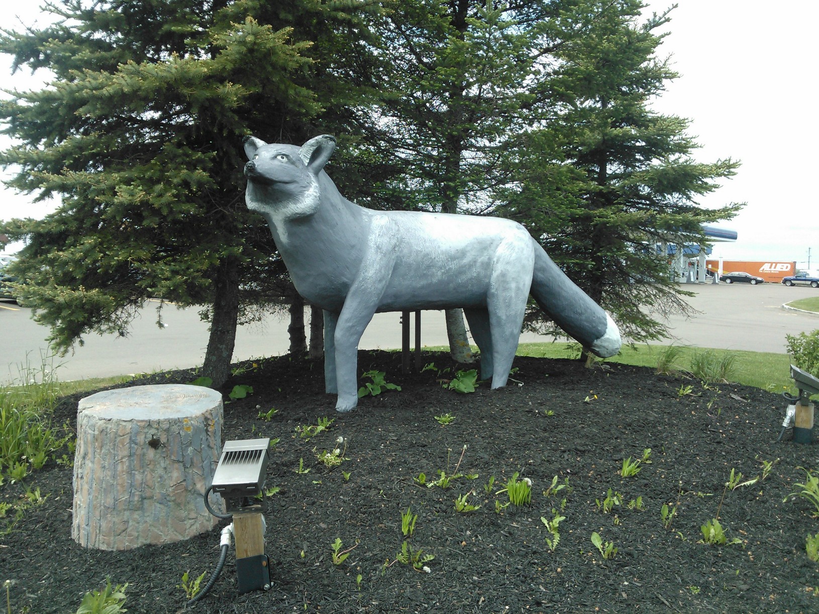 World's Largest Silver Fox - Salisbury, New Brunswick