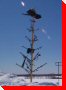Skidoo Tree - Val Gagné, Ontario