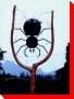 Spiderweb - Langley, British Columbia