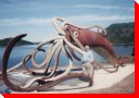 Giant Squid - Glovers Harbour, Newfoundland and Labrador