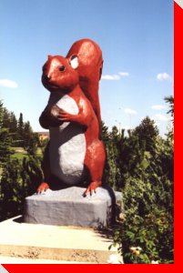 Eddie the Squirrel - Edson, Alberta
