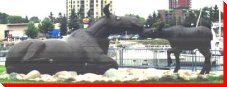 Moose Cow and Calf - Sault Ste. Marie, Ontario