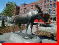 Moose- Saint John, New Brunswick