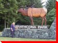 Roosevelt Elk - Strathcona Park, British Columbia
