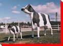 Buttercup the Cow and Daisy the Calf - Sussex, New Brunswick