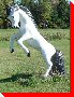 Stallion - Temple, New Brunswick