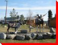Caribou and Moose - Teslin, Yukon
