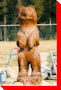 Bear - Tumbler Ridge, British Columbia
