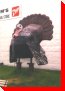 Wild Turkey - La Riviere, Manitoba