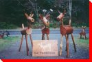 Waynedeer - Quadra Island, British Columbia