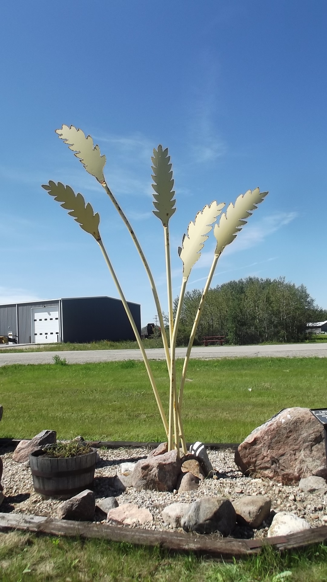 Wheat Stalks