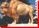 Buffalo - Winnipeg, Manitoba